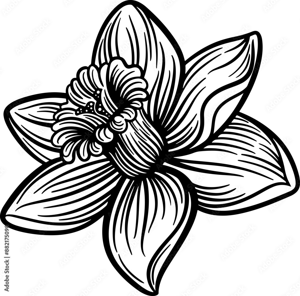 Obraz premium daffodil