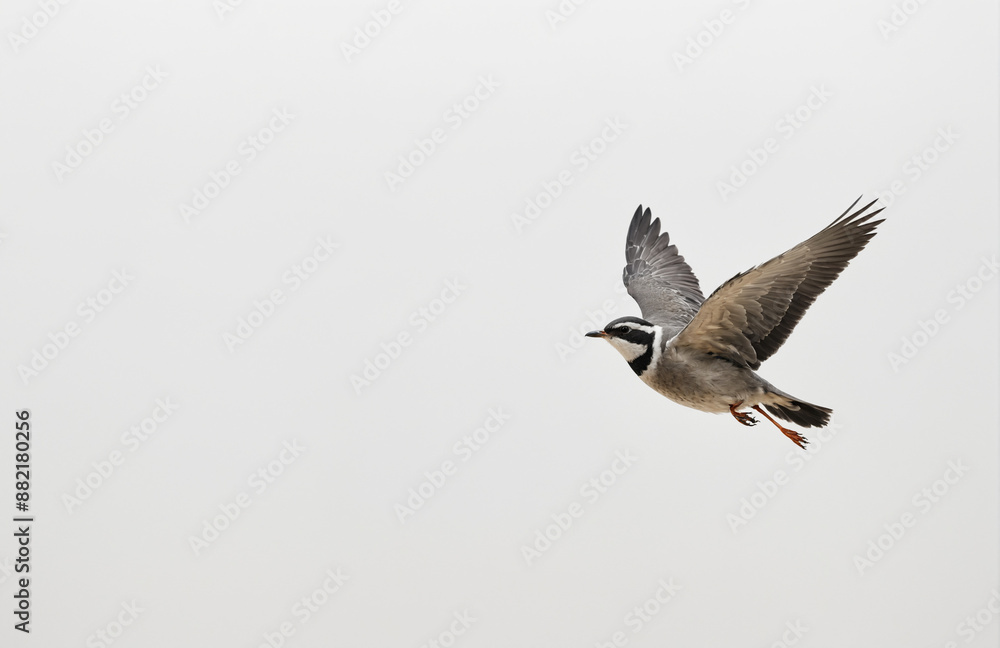 Fototapeta premium flying bird in front of white background