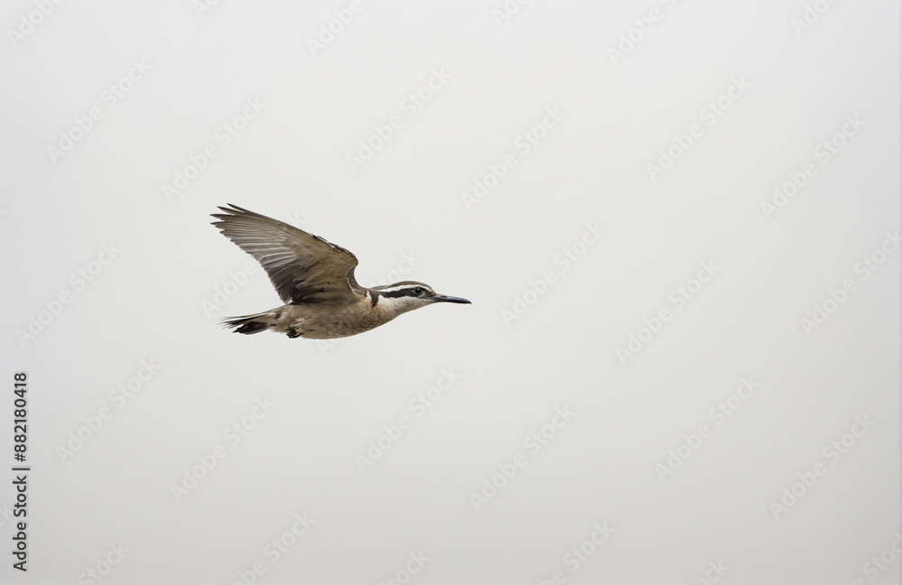 Fototapeta premium flying bird in front of white background