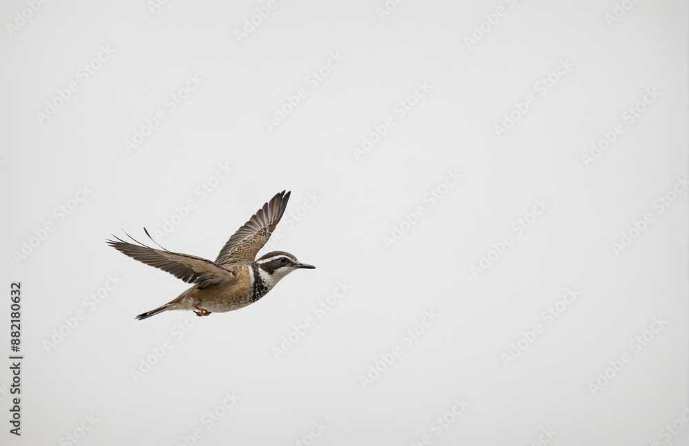 Fototapeta premium flying bird in front of white background