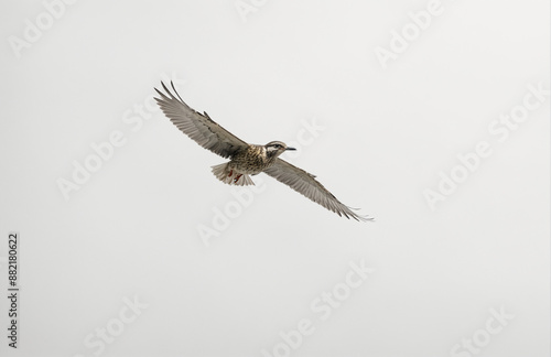 flying bird in front of white background