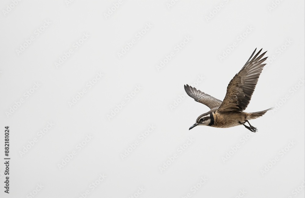 Fototapeta premium flying bird in front of white background