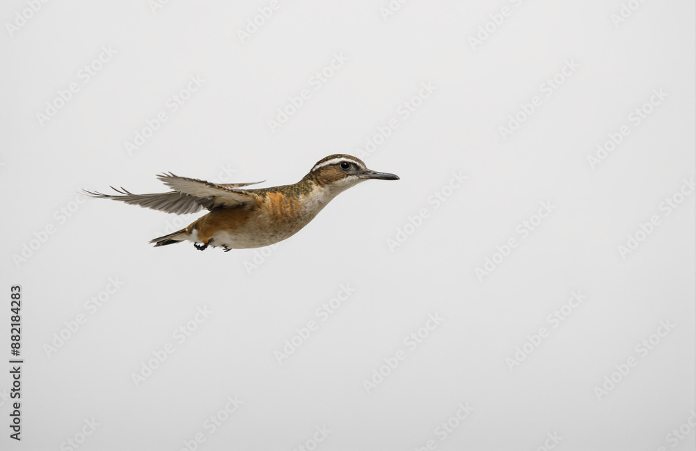 Fototapeta premium flying bird in front of white background