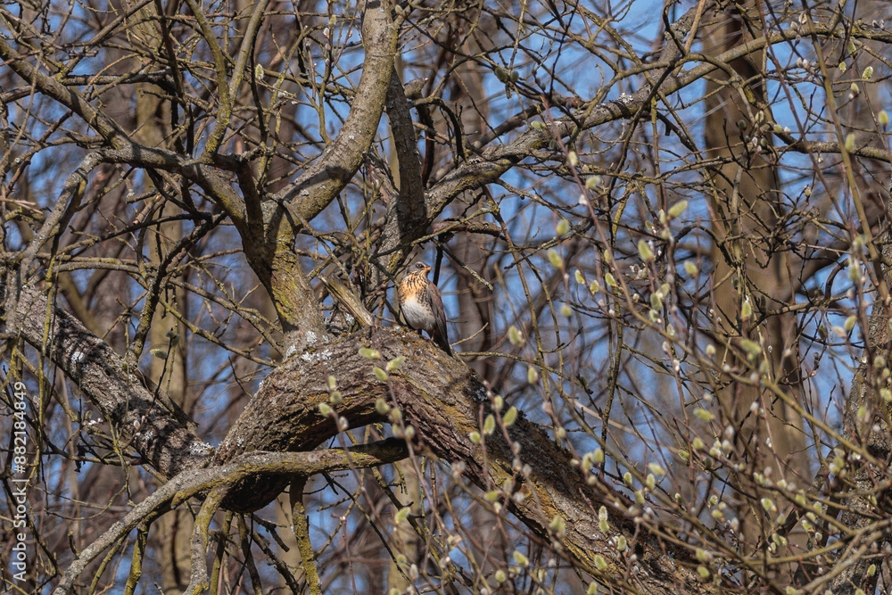 kwiczoł wiosna drzewo obserwacja birdwatching