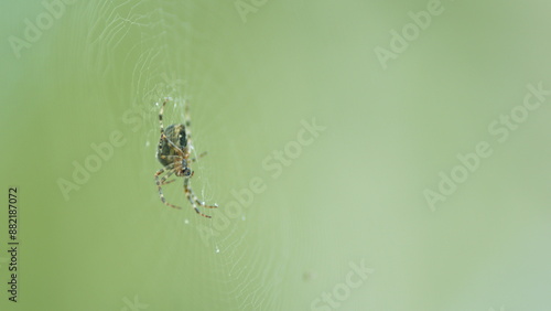 Araneus diadematus. Pumpkin spider. Orb weaver is on threads of cobweb. Close up. photo