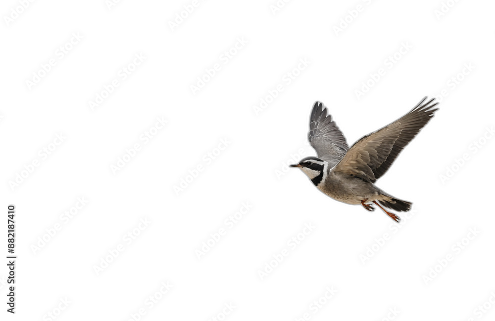 Fototapeta premium flying bird in front of transparent background