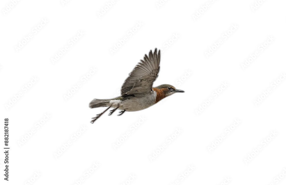 Fototapeta premium flying bird in front of transparent background