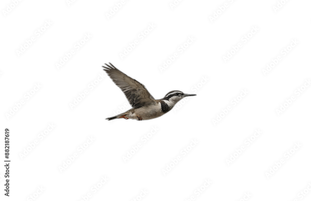 flying bird in front of transparent background flying bird in front of transparent background