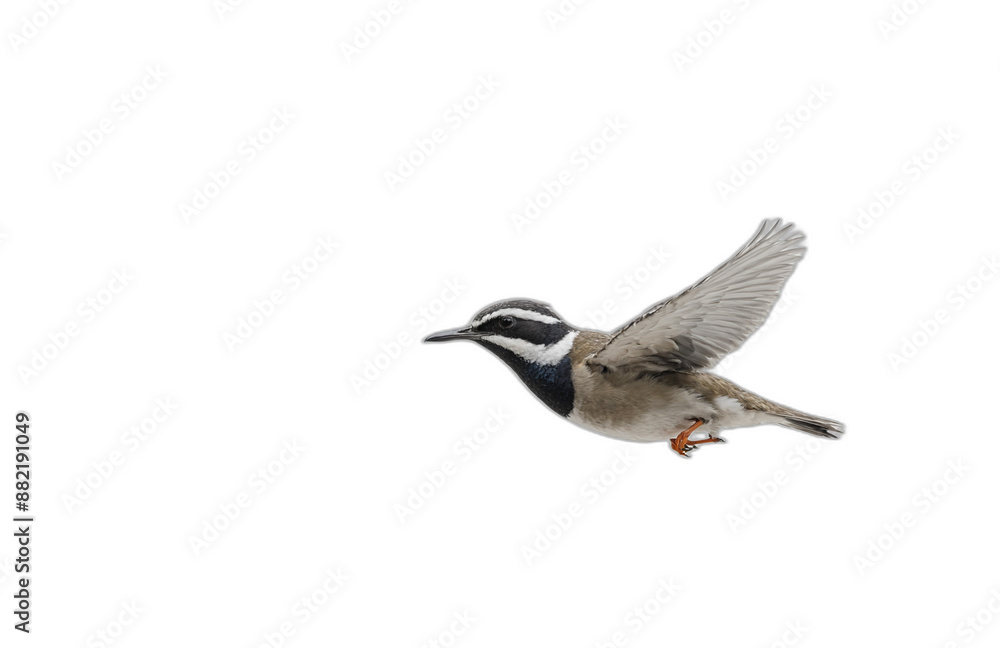 flying bird in front of transparent background flying bird in front of transparent background