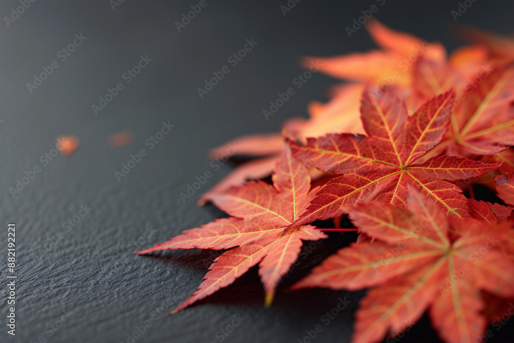 3. An 8K tabletop photo featuring a clean composition of 3D-rendered maple leaves set against a black background. The image captures the leaves' vivid hues and fine details, creating a striking 3. An 8K tabletop photo featuring a clean composition of 3D-rendered maple leaves set against a black background. The image captures the leaves' vivid hues and fine details, creating a striking