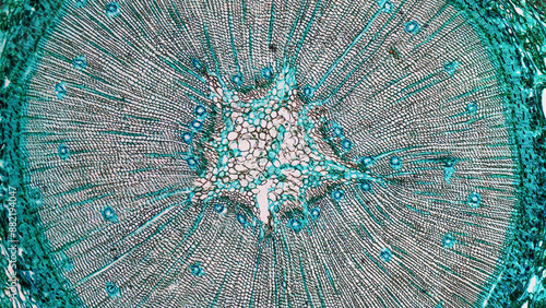 Fotografi plant micrograph background