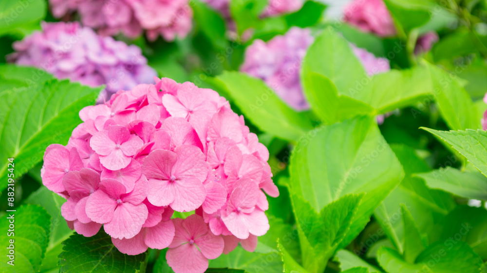 アジサイの花 アジサイの花
