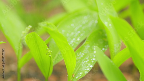 Lily of the valley flowers or convallaria majalis, with tiny white bells. Close up.