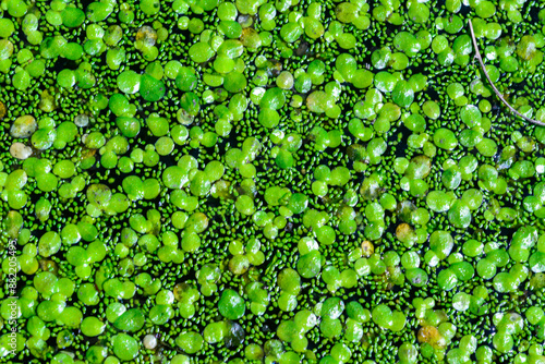 Tableau sur toile Spotless watermeal, rootless duckweed Wolffia arrhiza and duckweed Lemna turioni