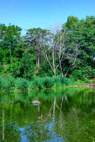 Two female mallard ducks swim in a small lake with duckweed