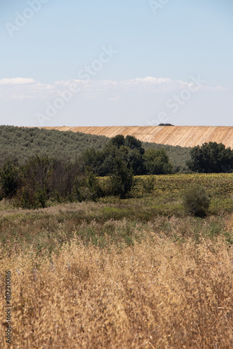 landscape of a cultivated field in Alentejo photo