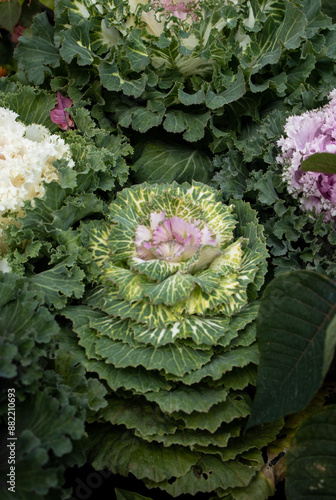 set of cabbages with green leaves in a store photo