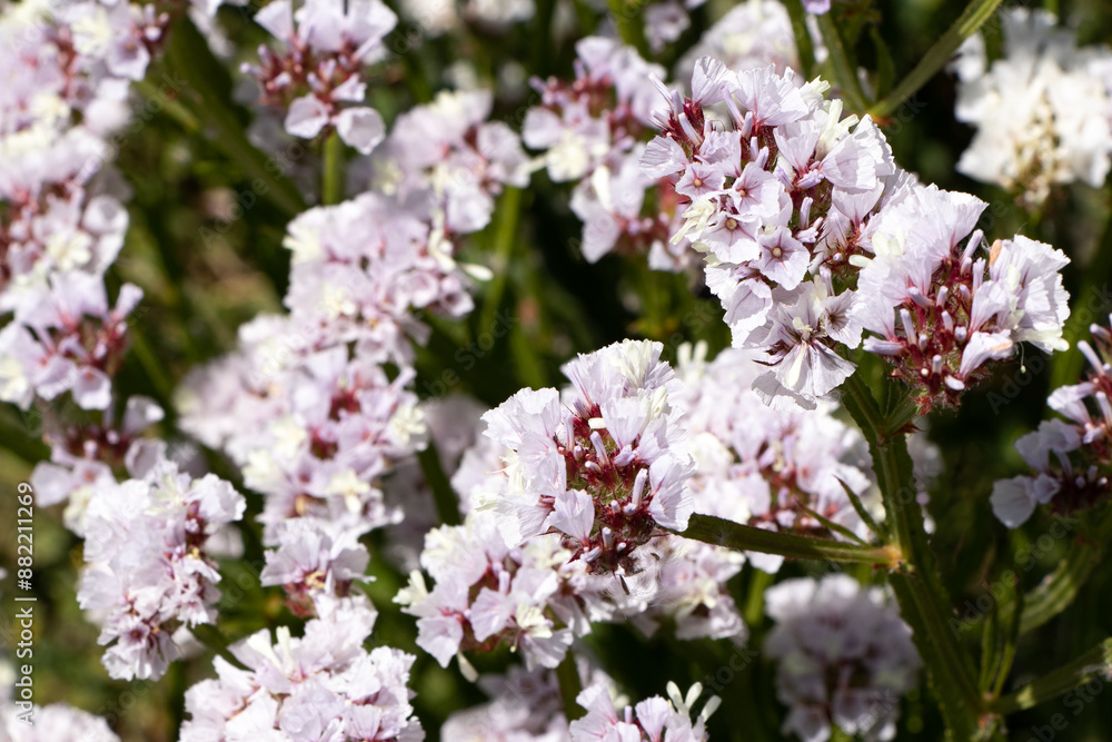 a bunch of white and pink flowers that are in a garden a bunch of white and pink flowers that are in a garden