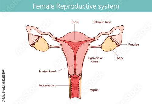 Female reproductive system with hand drawn line image diagram