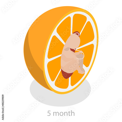 3D Isometric Flat Vector Illustration of Embryo Monthly Growth Stages, Human Fetus Development. Item 4