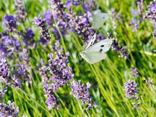 white butterfly flying