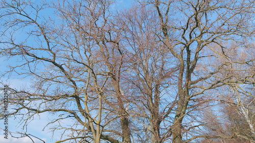 Lonely oak branches at edge of forest on a spring day. Branches of oak tree in spring. Thick trunk and branches. Pan.