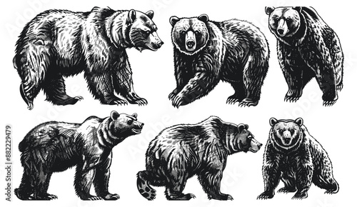 Vintage engrave illustration set of bear ink sketch. Wild grizzly vector art, American brown bear background, Asian animal silhouette vector. Engraved wildlife drawing, retro style, detailed vintage 