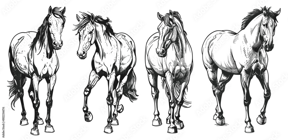 Vintage engrave horse illustration isolated set ink sketch, Wild ...