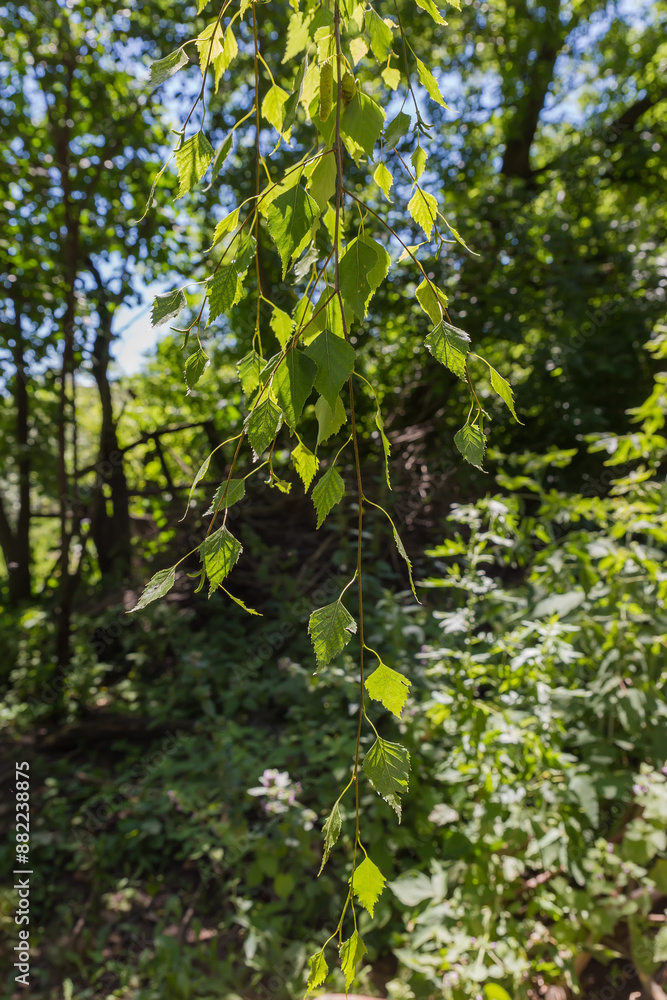 Birch branches hanging down on a blurred background Birch branches hanging down on a blurred background