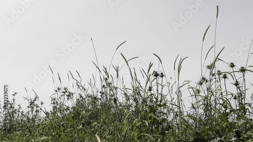 Serene Grassland Breeze with Lake and Mountain Views