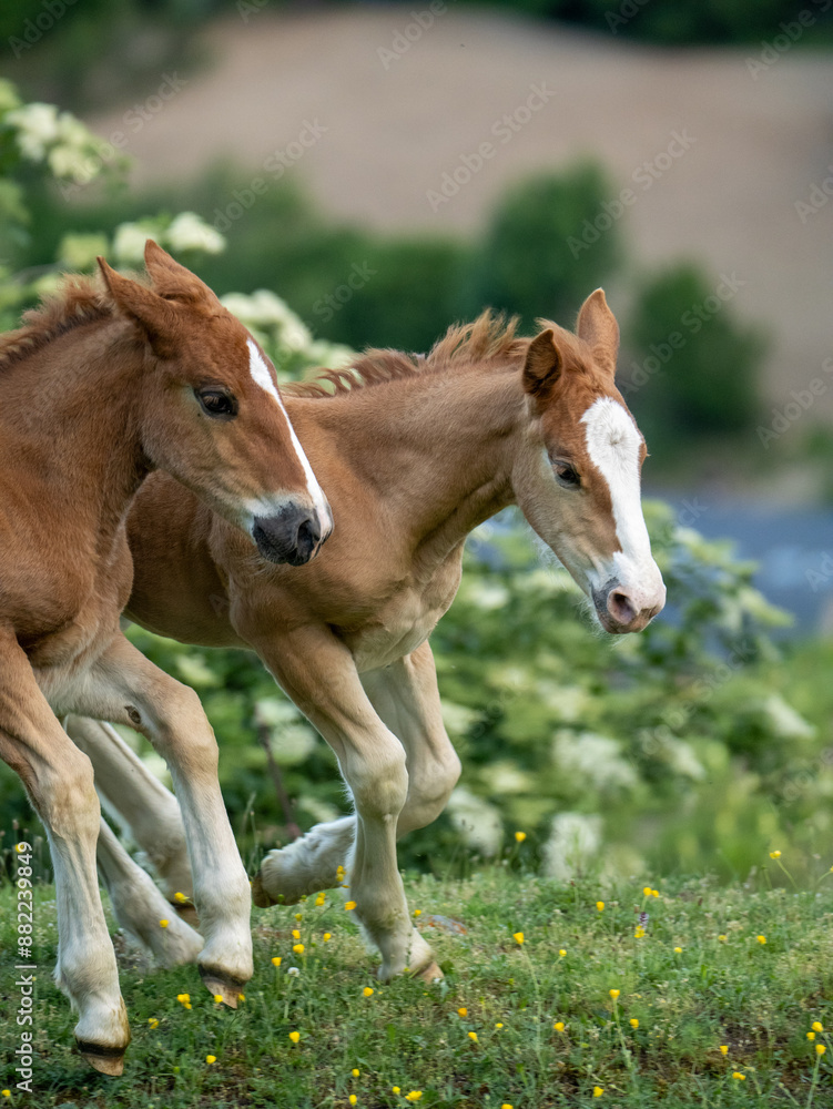 Young Foals Running in the Spring Field Young Foals Running in the Spring Field