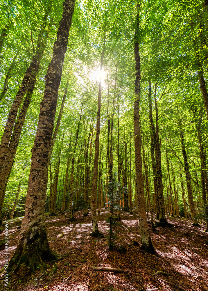 Obraz premium Camins del GR11 🇵🇱