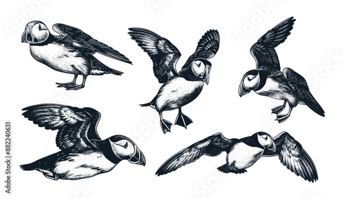 Illustration set of vintage engrave isolated puffin ink sketches. Wild bird background art, Thunderbird vector illustration. Stormy petrel, vintage bird sketches, © LOVE VECTOR