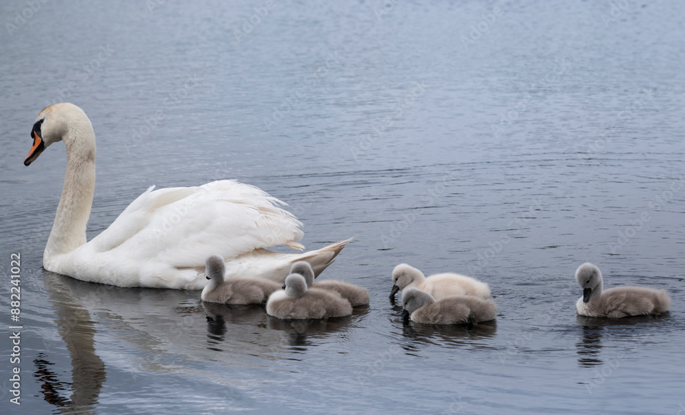 Mute swan (Cygnus olor) young ones follow their mother in a pond. Six little cute fluffy boys swim faithfully behind her Mute swan (Cygnus olor) young ones follow their mother in a pond. Six little cute fluffy boys swim faithfully behind her
