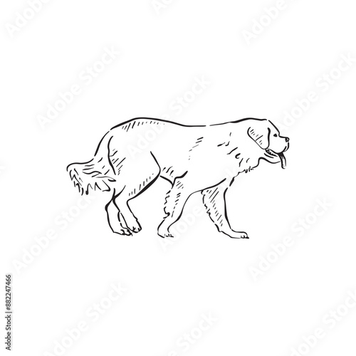 A walking Saint Bernard dog. Side profile dog in black and white sketch doodle style. Hand drawn canine.