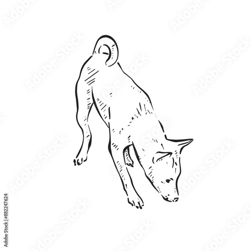 A podengo dog sniffing the floor to the right. Black and white hand drawn illustration vectorised in a rough sketch style.