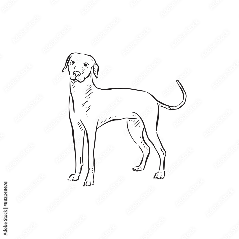 A black vector of a vizsla dog looking forward. Side profile short hair puppy. Canine sketch, Simple dog illustration. Hound doodle. A black vector of a vizsla dog looking forward. Side profile short hair puppy. Canine sketch, Simple dog illustration. Hound doodle.