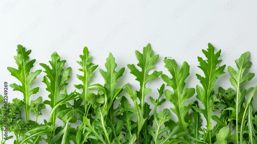 Three rows of green, leafy plants against a white backdrop Three rows of green, leafy plants against a white backdrop