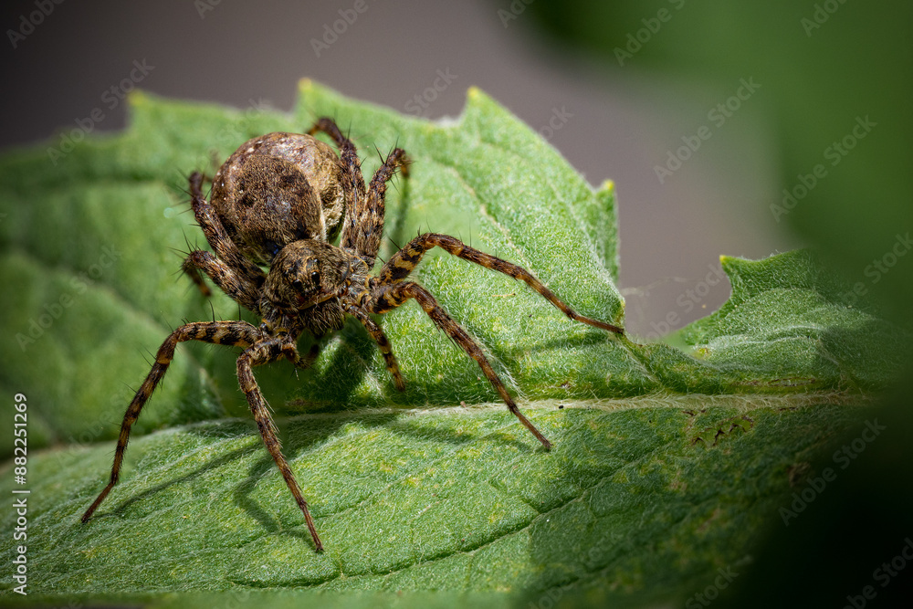 Pardosa milvina, wolf spider Pardosa milvina, wolf spider