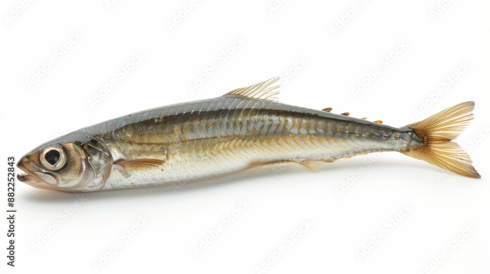 A tight shot of a fish against a white backdrop, mirrored by its image in the water below A tight shot of a fish against a white backdrop, mirrored by its image in the water below