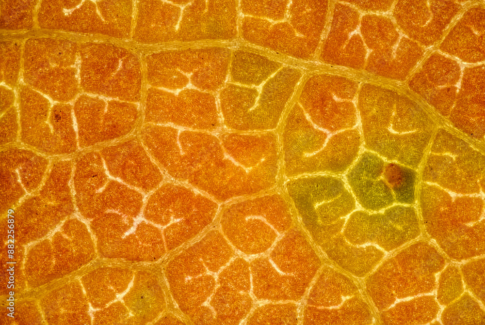 red leaf veins texture in detail red leaf veins texture in detail