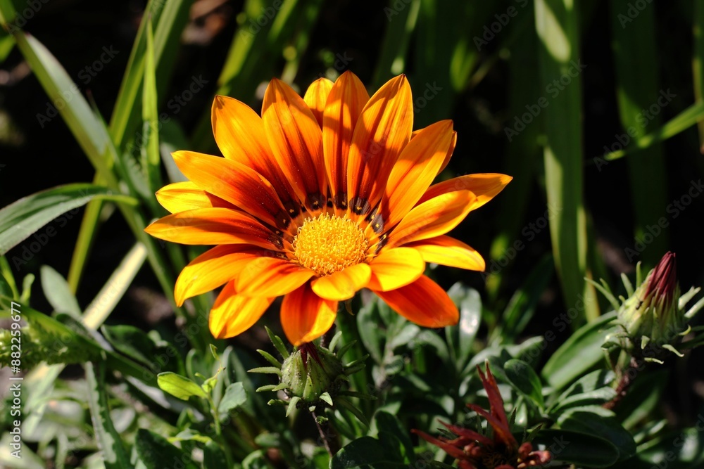 flower in the garden flower in the garden