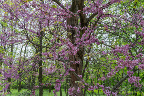 Wallpaper Mural Pink flowers cercis canadensis close-up. Buds family fabaceae grow on branches and trunk. Purple spring blossom bagryannik in sunny day. Blooming redbud Judas tree in springtime in park. Pink plant. Torontodigital.ca