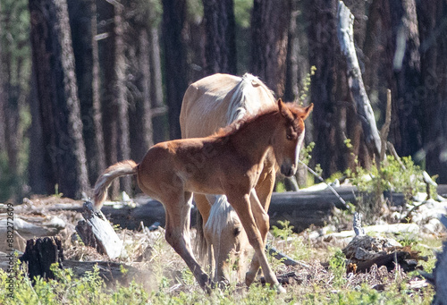 Wild horse baby foal running and jumping in the Apache Sitgreaves National Forest mountains in Heber Arizona United States photo