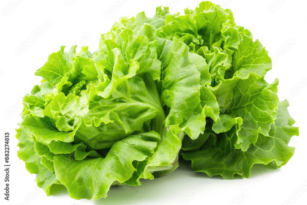 Head Lettuce. Green Cabbage Lettuce Isolated on White Background Head Lettuce. Green Cabbage Lettuce Isolated on White Background