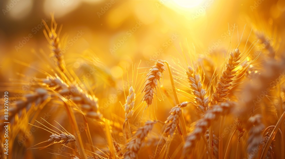 autumn harvest, a sunlit field of ripe wheat, representing plenty and success in the fall harvest season autumn harvest, a sunlit field of ripe wheat, representing plenty and success in the fall harvest season