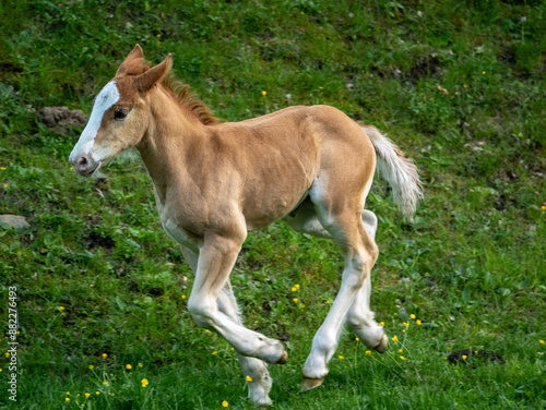 Young Foal Running in a Green Meadow