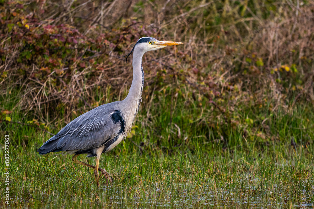Fototapeta premium Héron cendré (Ardea cinerea - Grey Heron)