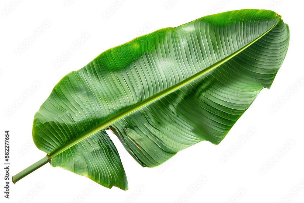 Fototapeta premium Green Banana Leaf PNG Transparency Isolated Image