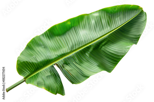 Green Banana Leaf PNG Transparency Isolated Image